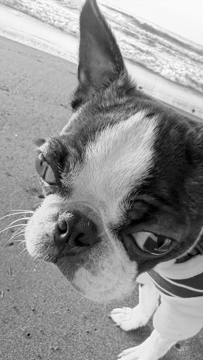 dyki's tweet image. かぇりたくなくてぃっぽもぅごかなぃ男😒
#boston #bostonterrier #bostonterrierlove #instadog #puppy