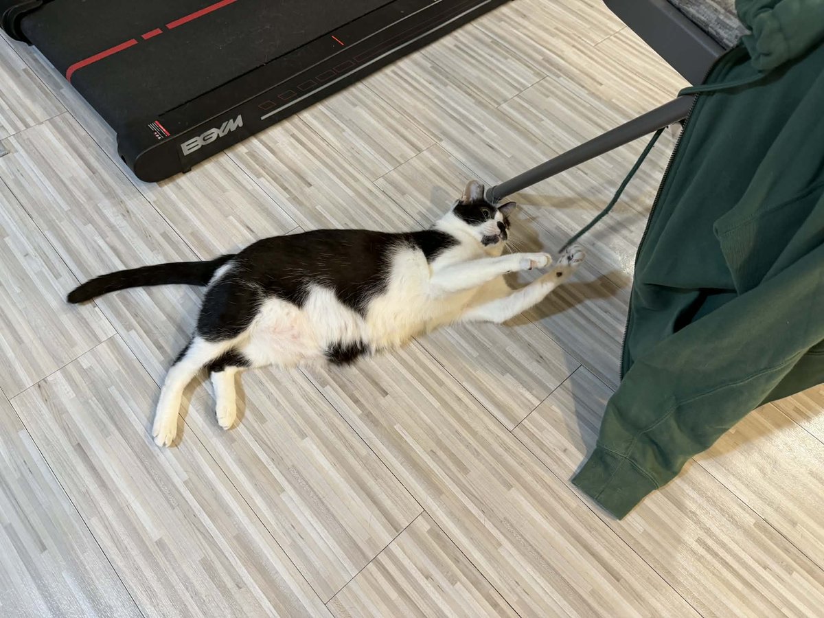 冬季外套還不能收的原因：貓貓愛玩