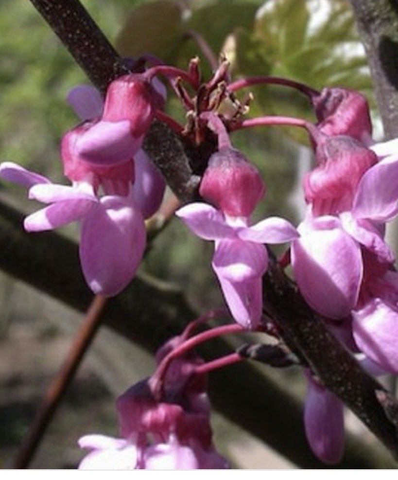 ChiefBetsy's tweet photo. POV: you planted ONE tree and your whole yard looks expensive 🌸

This Oklahoma Redbud blooms like crazy in spring &amp; takes zero effort.

Don’t overthink landscaping start with this.

Link in comments 

#GardenHack #SpringYard #CurbAppeal #LandscapingTips #EasyGarden #BloomSeason https://t.co/9GhacxiqXH