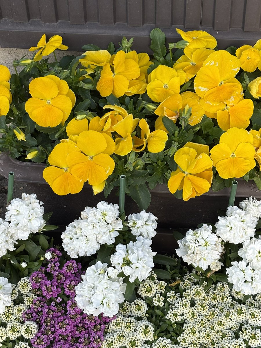 あんばたあ tweet media