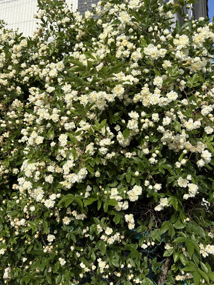 あんばたあ tweet media