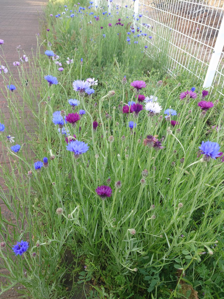 asm2288's tweet photo. 朝活٩( ᐛ )و
赤紫の矢車草きれいだったー🌷
今期初物も見つけました🍀
お供は高校生の時から使ってるiPod(・8・) https://t.co/KFLh41dh4z