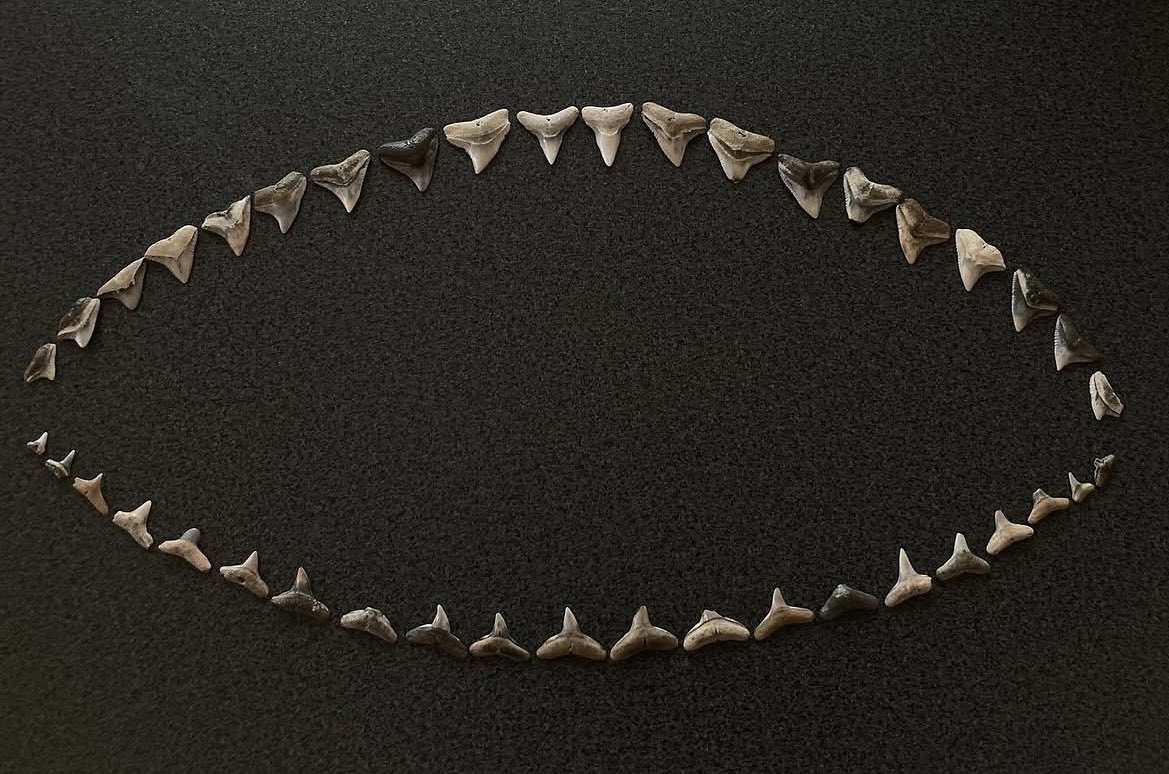 Takeshi🦈 tweet media