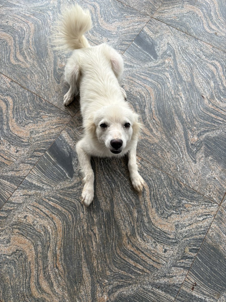 official dachris tweet media