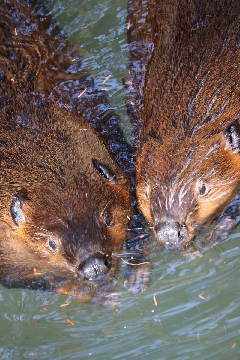 photo_beaver's tweet image. ピトッ

#アメリカビーバー
#beaver 
#のいち動物公園