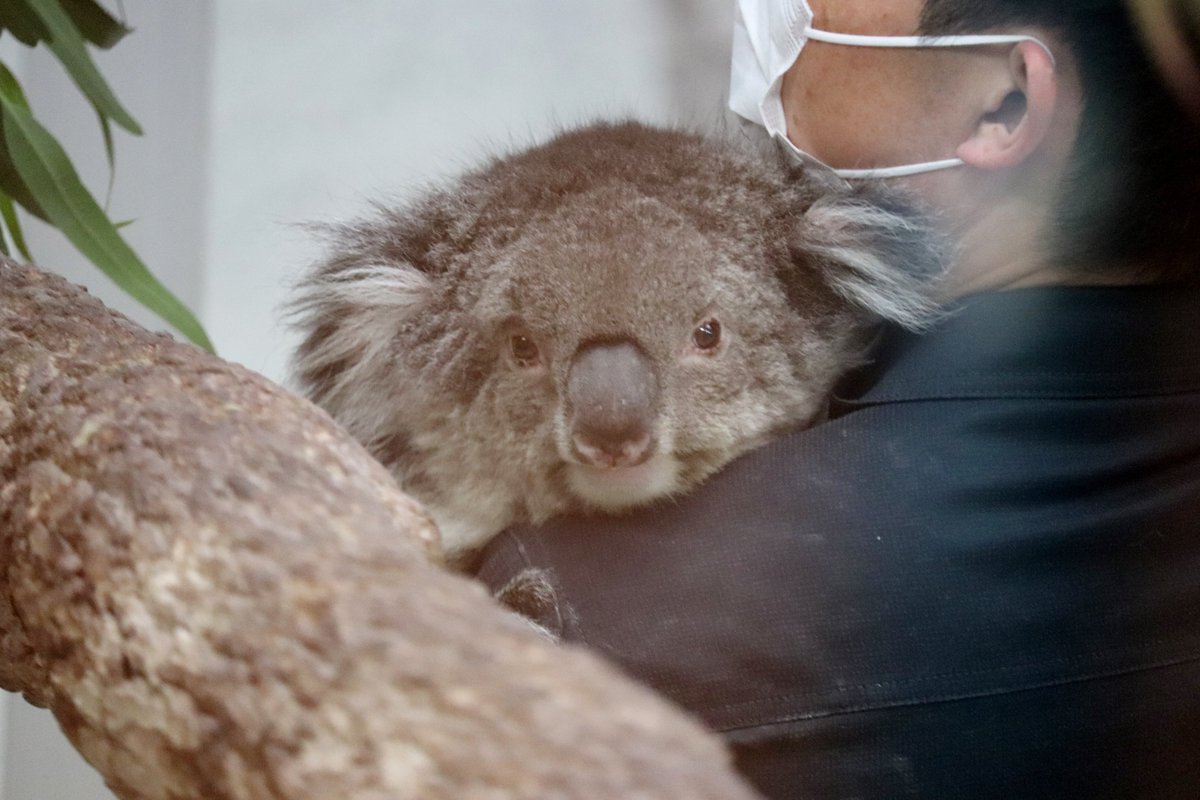 フジワラ tweet media