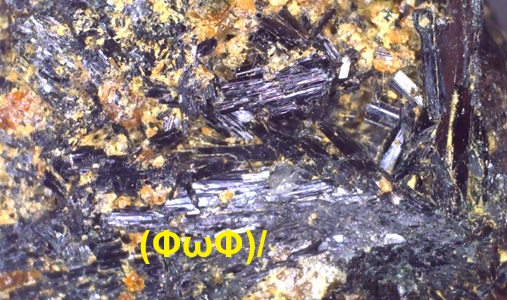 necoたん tweet media