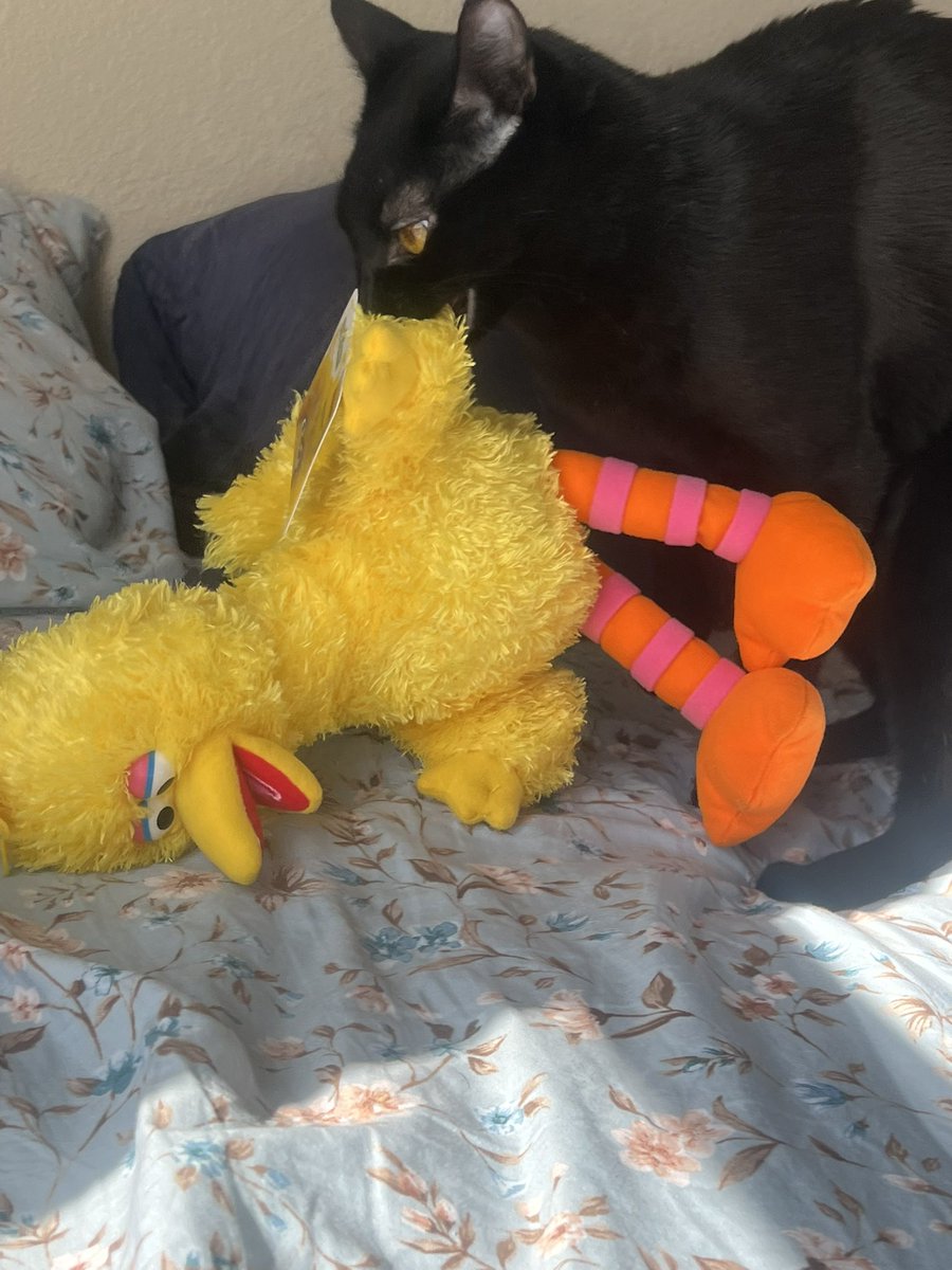 corgan🌞 (@lameinfluence) on Twitter photo 