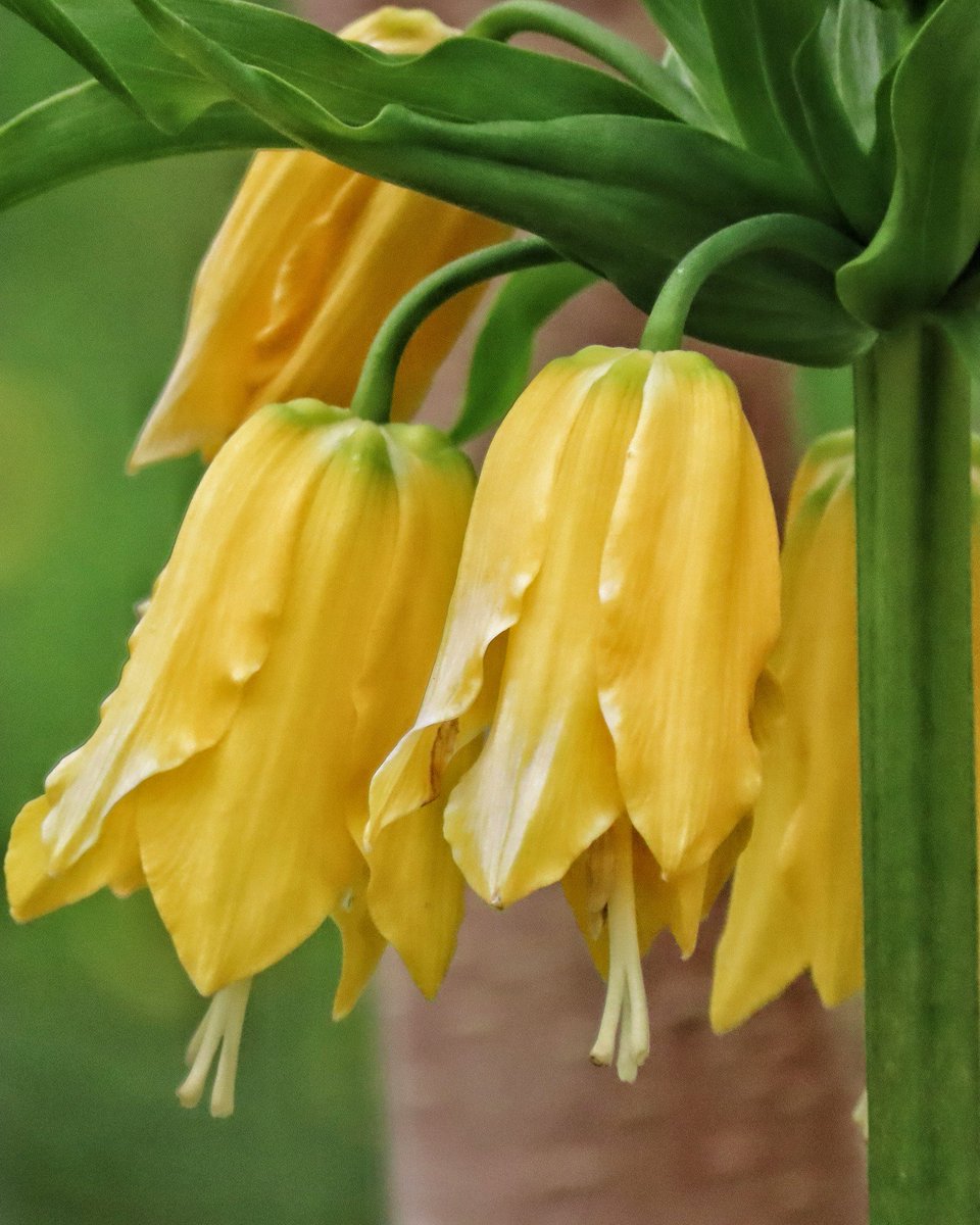 Woodpecker50's tweet image. Good morning, and a Happy Sunday to you all. 🙋‍♂️ 💐 😊🌼
Stay safe and have a Superb Sunday.
Todays Yellow is this delightful Fritillaria.
#photography #SundayYellow #Flowers