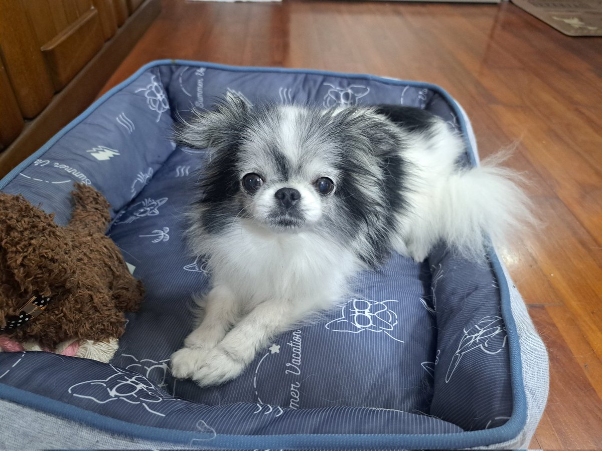 日曜日のいんぐゎー。🐶