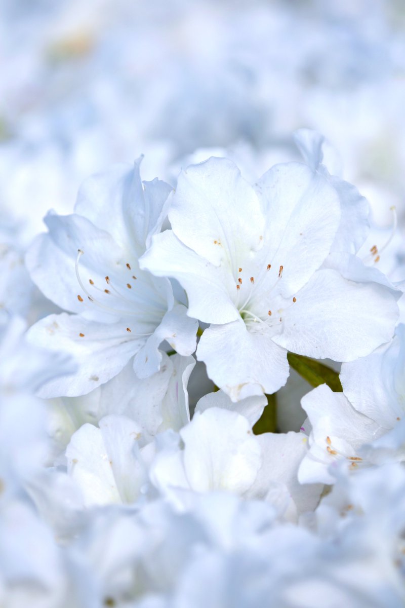 r9iBwUVjFb89227's tweet image. 平戸躑躅  白
〜花言葉は初恋

ヒラドツツジは
ツツジ科の半常緑樹の一種

平戸は古くから交易の中心地であったため
各地のツツジが持ち込まれ
寺院や武家屋敷内でそれらが自然交雑し
実生を繰り返し
大輪のツツジ群が出来たと思われる

#Nikon
#photo