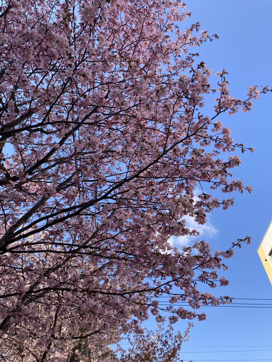 hippo0908's tweet photo. 凸版印刷の桜は満開🌸 https://t.co/WoDFz9Vr4j