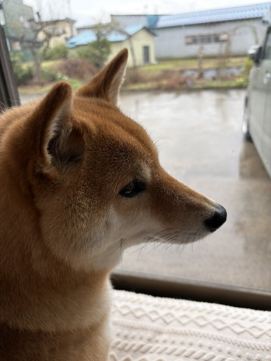 柴犬 ろん tweet media