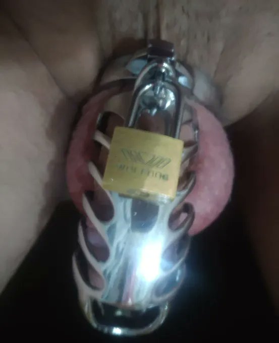 ToyPervert tweet media