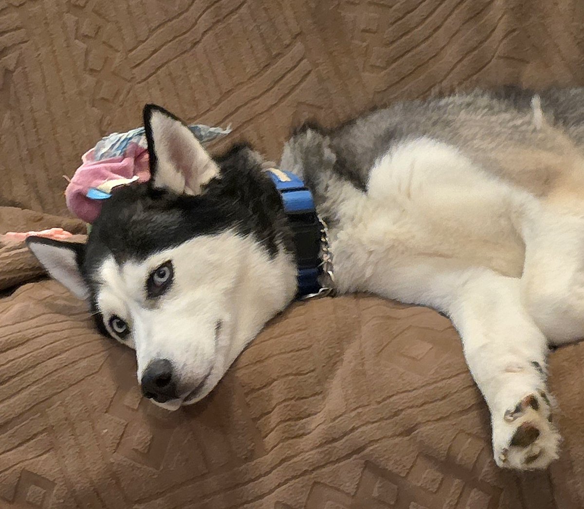 pugpartyplusone's tweet image. Stella left her toy on top of Lunas head and Luna didn't budge!
#pugpartyplusone #husky