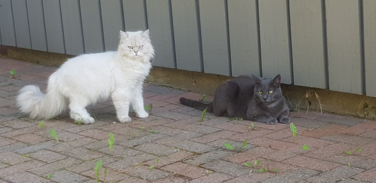 My fellow warrior cat Emma is pretty pissed her video of her polishing her fist of fury is being blocked by Elon , so she made me post this picture of her boyfriend. Zoom in on those eyes, and you know you're fucked!