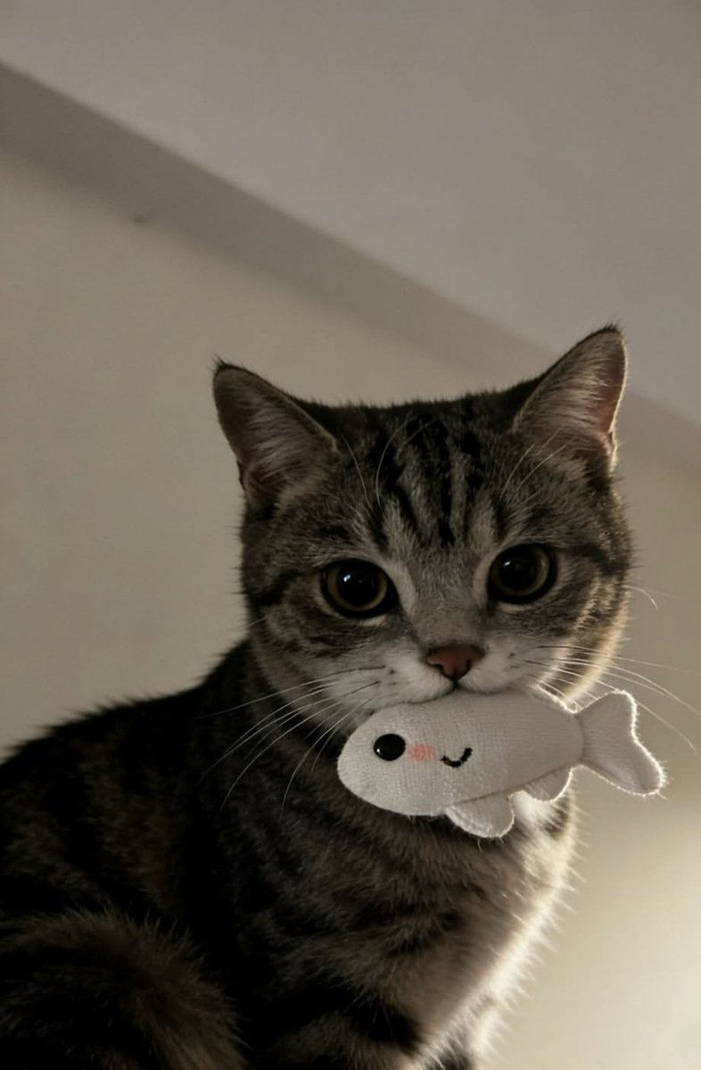 Cat 🐈 tweet media