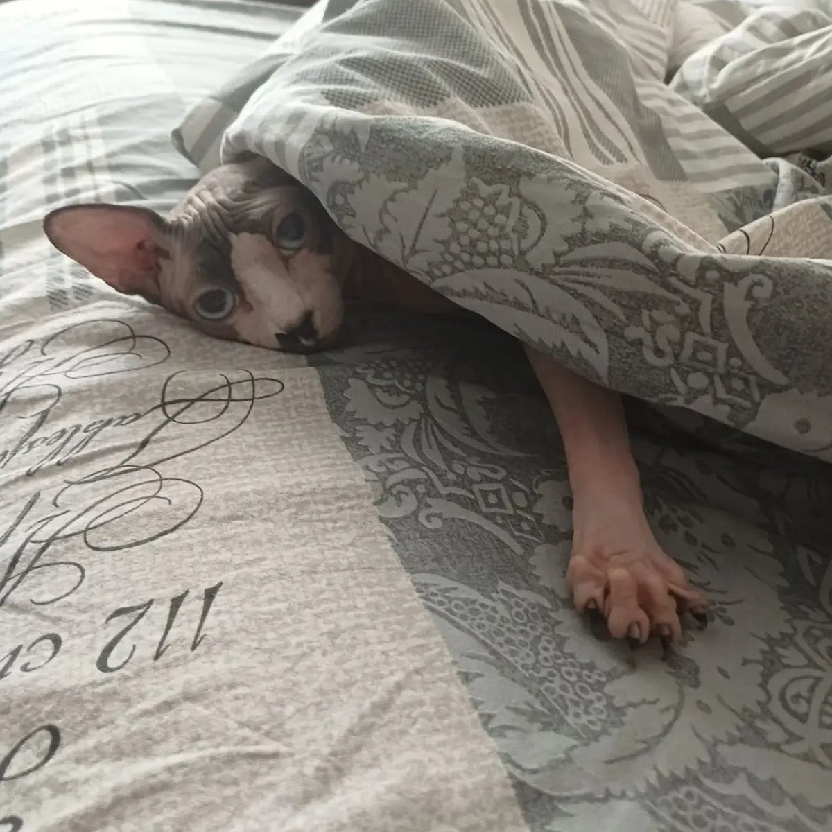 Chronos386 tweet media