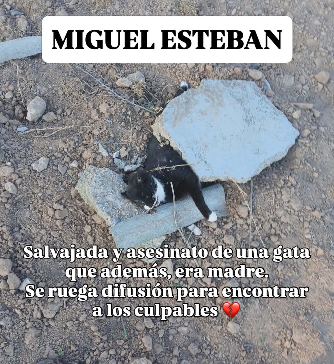 LᎾℬᎯ tweet media