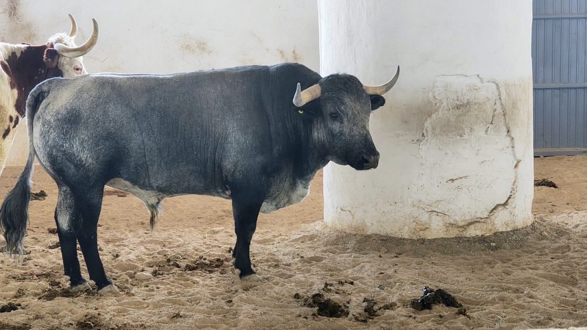 Lykautosolution's tweet photo. Que triste ver esto jajaja
Da risa ver estas porquerías de toros
No se como puede ser que se permita esto en la Monumental de Aguascalientes
Por eso no venden, ni regalado va la gente por esto.
No se burlen de los Aficionados por favor #aguascalientes #emsa #taurino #fnsm2026 https://t.co/WrsoKQOpV1