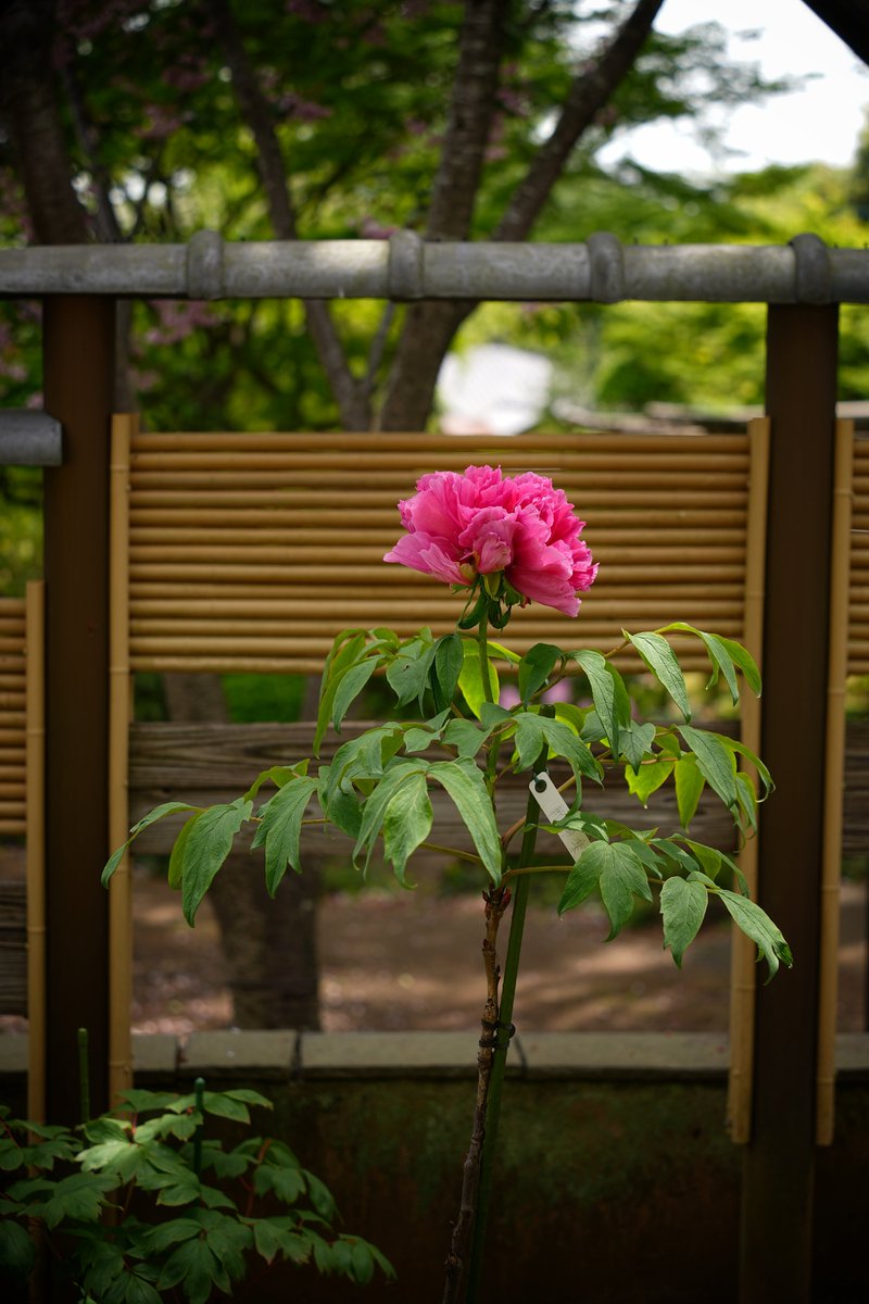 おはようございます、っと

🧭 町田薬師池公園 四季彩の杜 町田ぼたん園
#TLを花でいっぱいにしよう #キリトリセカイ 
#花写真 #flower #牡丹 #ぼたん #peony
#町田