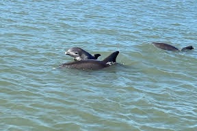 atxLiv_Harper's tweet image. What a glorious day on #Siestakey! with family and @The_JPEmerson! 😎So fun, so sunny and yes, these dolphins were sooo cute! I want one!   😍 #Deaf