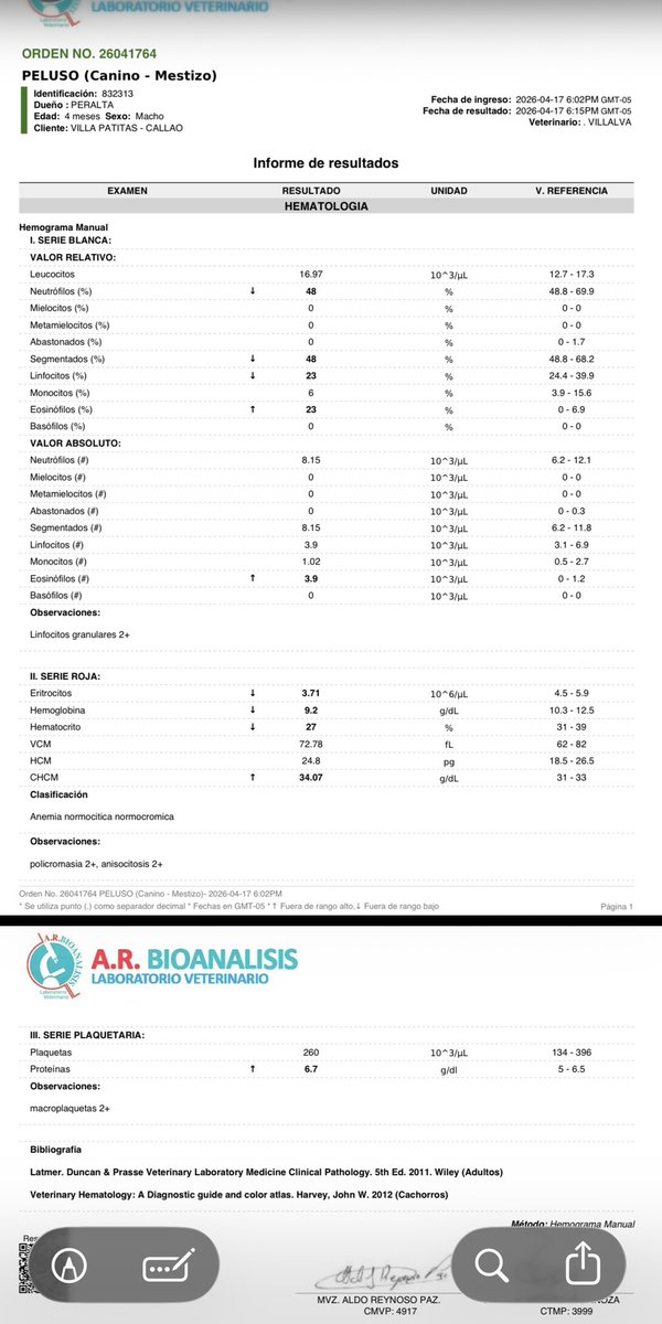 Actualización:
#Peluso así le puso la señora 😖
El perrito está con los valores alterados en su hemograma y tenemos que esperar un poco para vacunar hay que comprarle vitaminas: 

Hemolitan: S/50
Potenza: S/43 
Total: S/ 93.00

YAPE/plin: 922 912 750
Gracias 🙏🏽