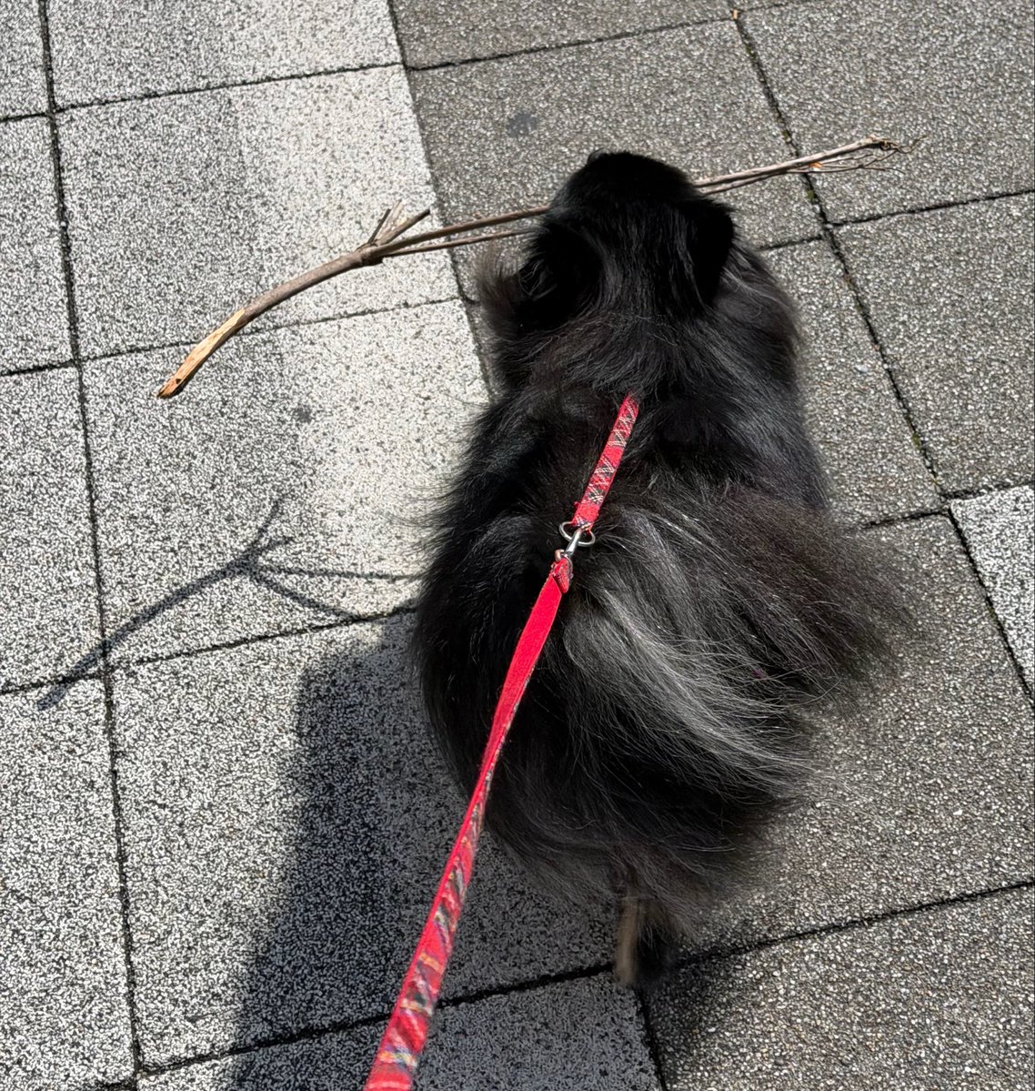 ちぷひまさくら🐻🌻🌸ポメラニアン tweet media