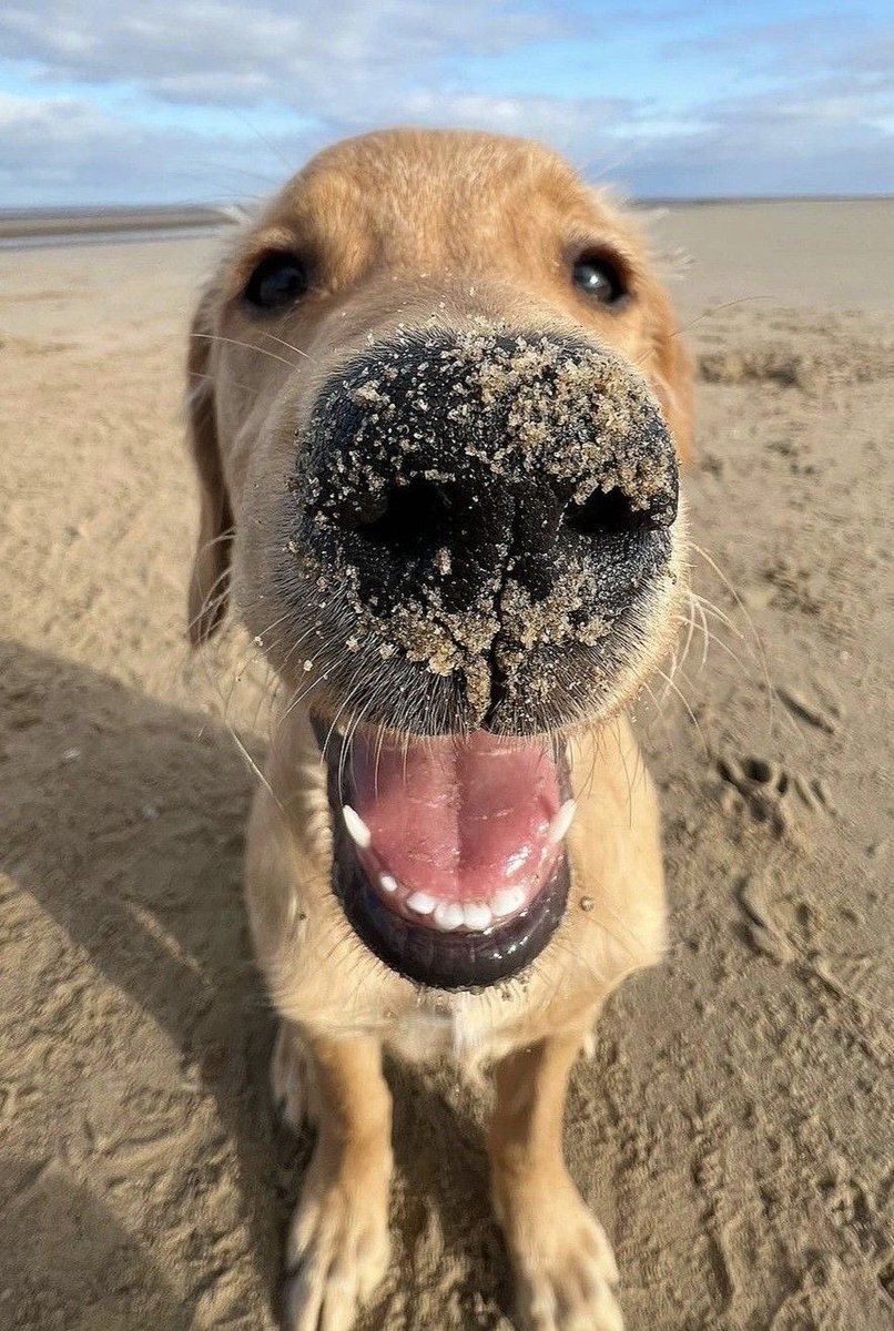 everything dogs 🐶 tweet media