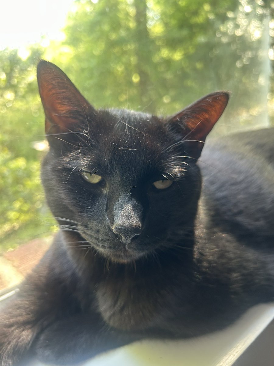 dalecoopercat's tweet photo. Dale pointing https://t.co/hQ8xy126bH