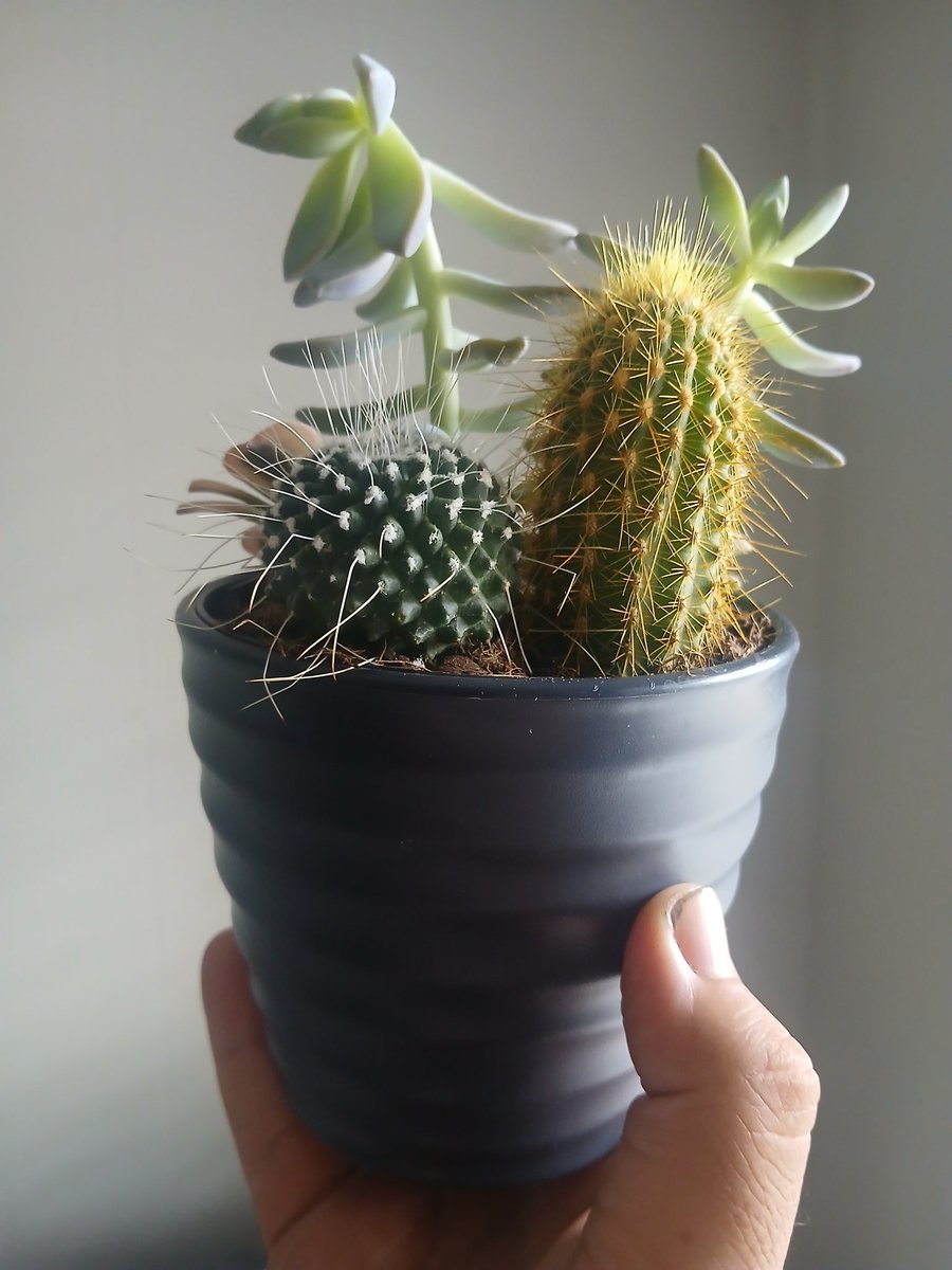 TonyBA20's tweet photo. I'm gonna start posting updates of this plant cluster I got today.

Cactuses are my favorite plant, the other ones are a bonus :D https://t.co/cjraGFCPf5