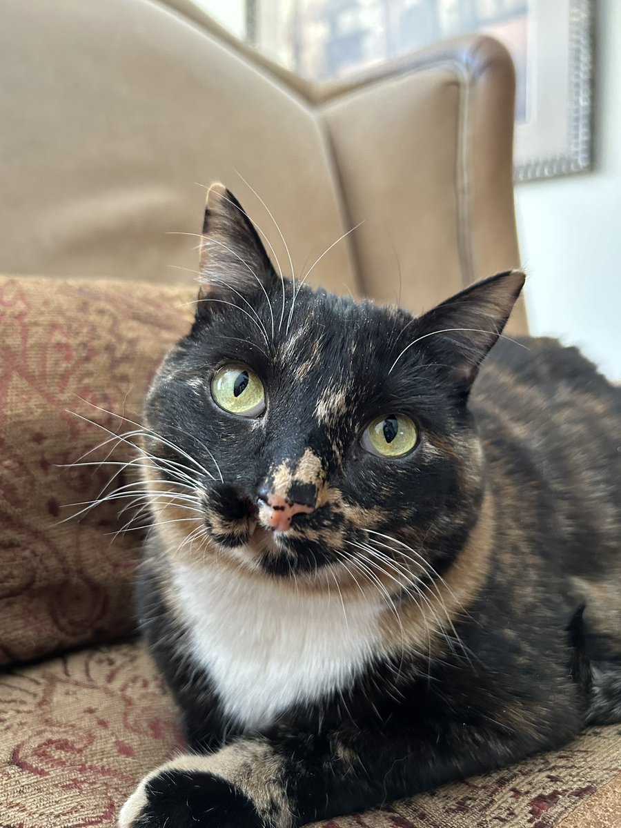 rumblr28's tweet photo. I miss my cat like I’ve gone to war🥲 I will see my sweet angel in 9 days https://t.co/x5WNQVDa6d