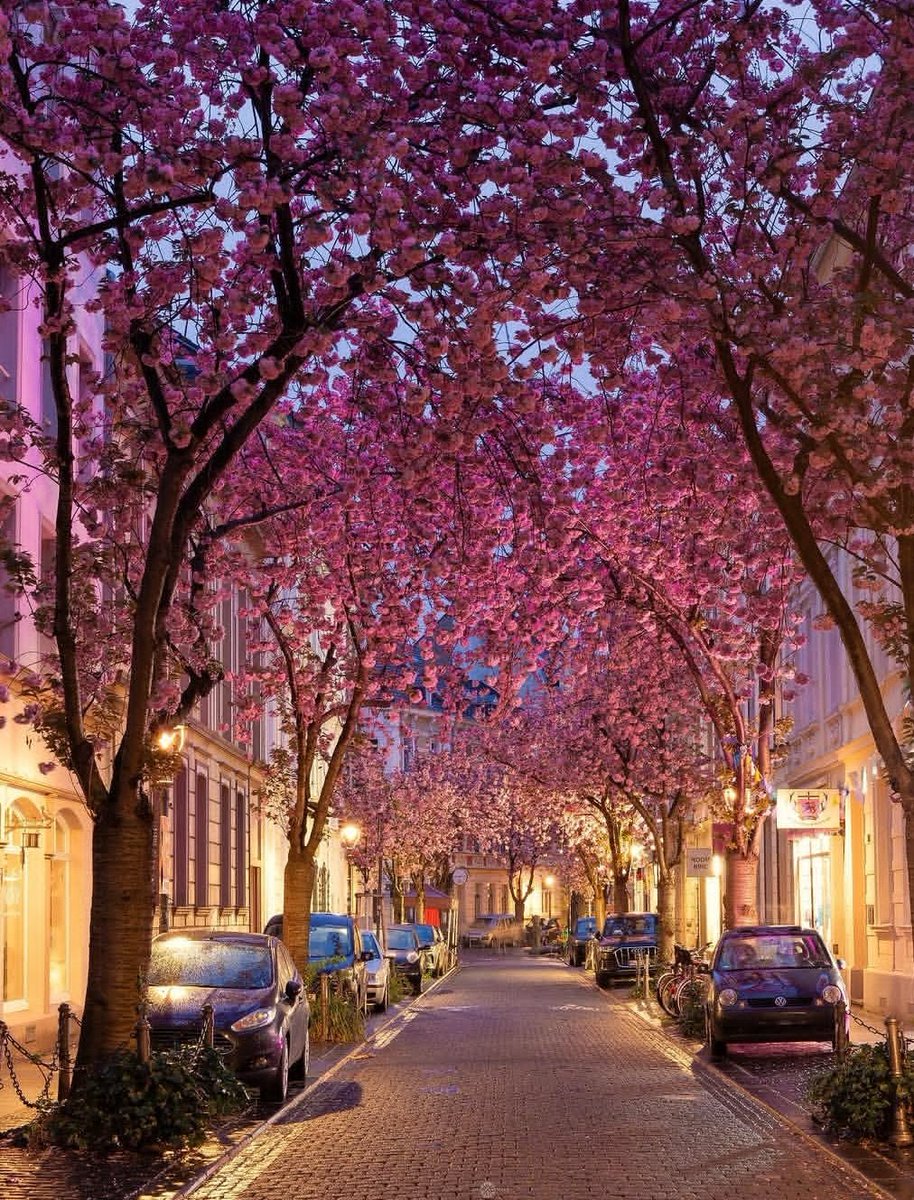 PhDStudent63's tweet image. Like cherry blossoms in spring, let us cherish the beauty of our lives 🌸✨ A breath of fresh air and a reminder to slow down. #SakuraSeason #CherryBlossom #SpringVibes 
#bonn #germany