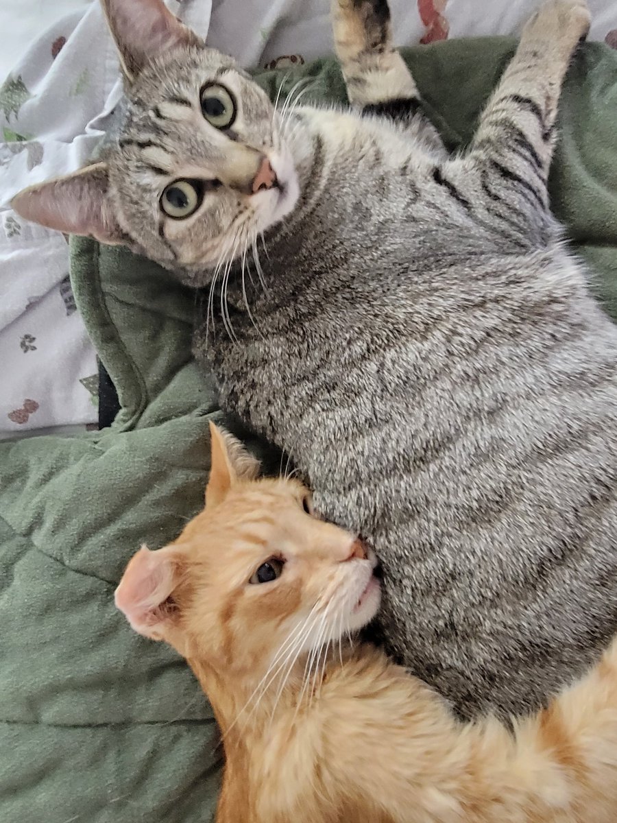 Elizabeth and Cats tweet media