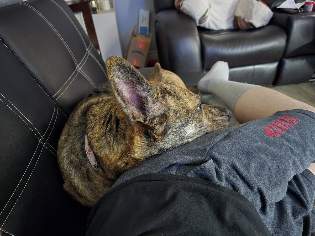 IDigGaming96's tweet image. My puppy is laying down with me in a way she never has before ❤️ #pets #puppy