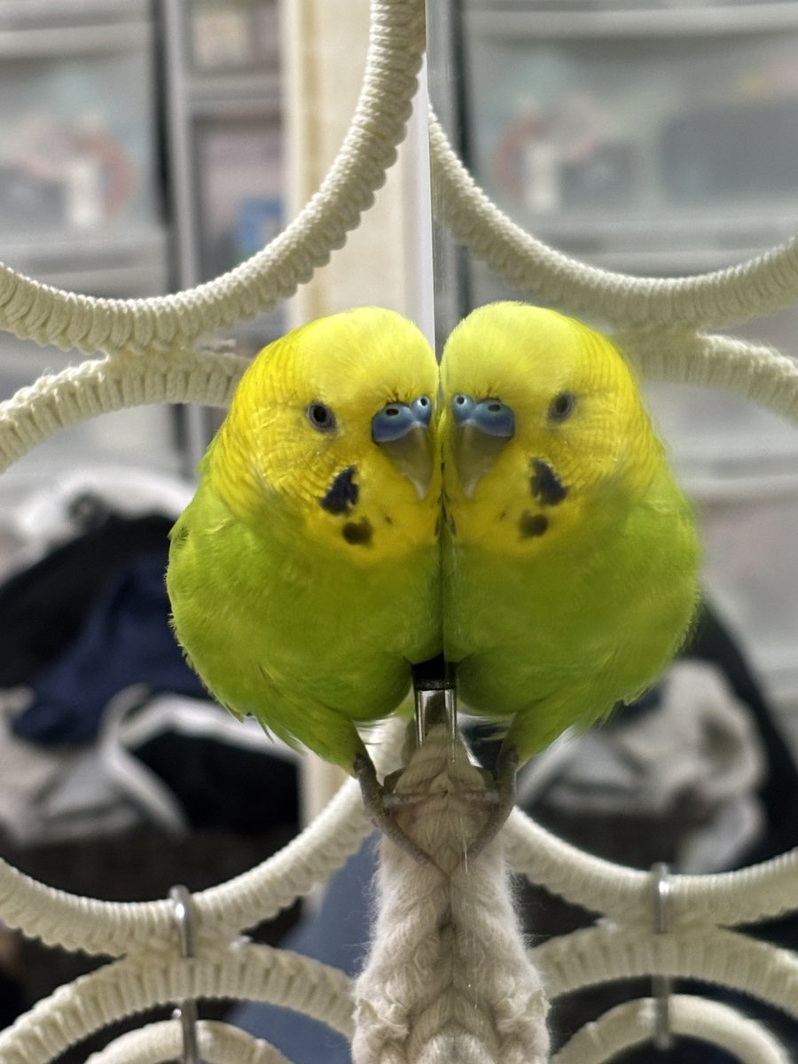 ショコラ tweet media