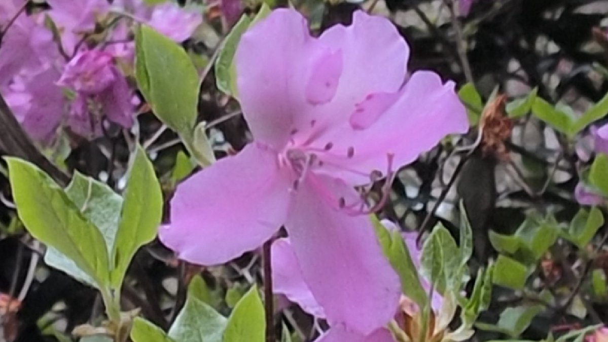昨日のみやま公園は土曜日では有りましたが、桜も終わったせいかそれはどの人ではなかったですが、登り始めると早朝からのわらび採りの人たちがちらほらと下山してきました。我々もわらびポイントに行ってみましたがものの見事に少なくなっていました。