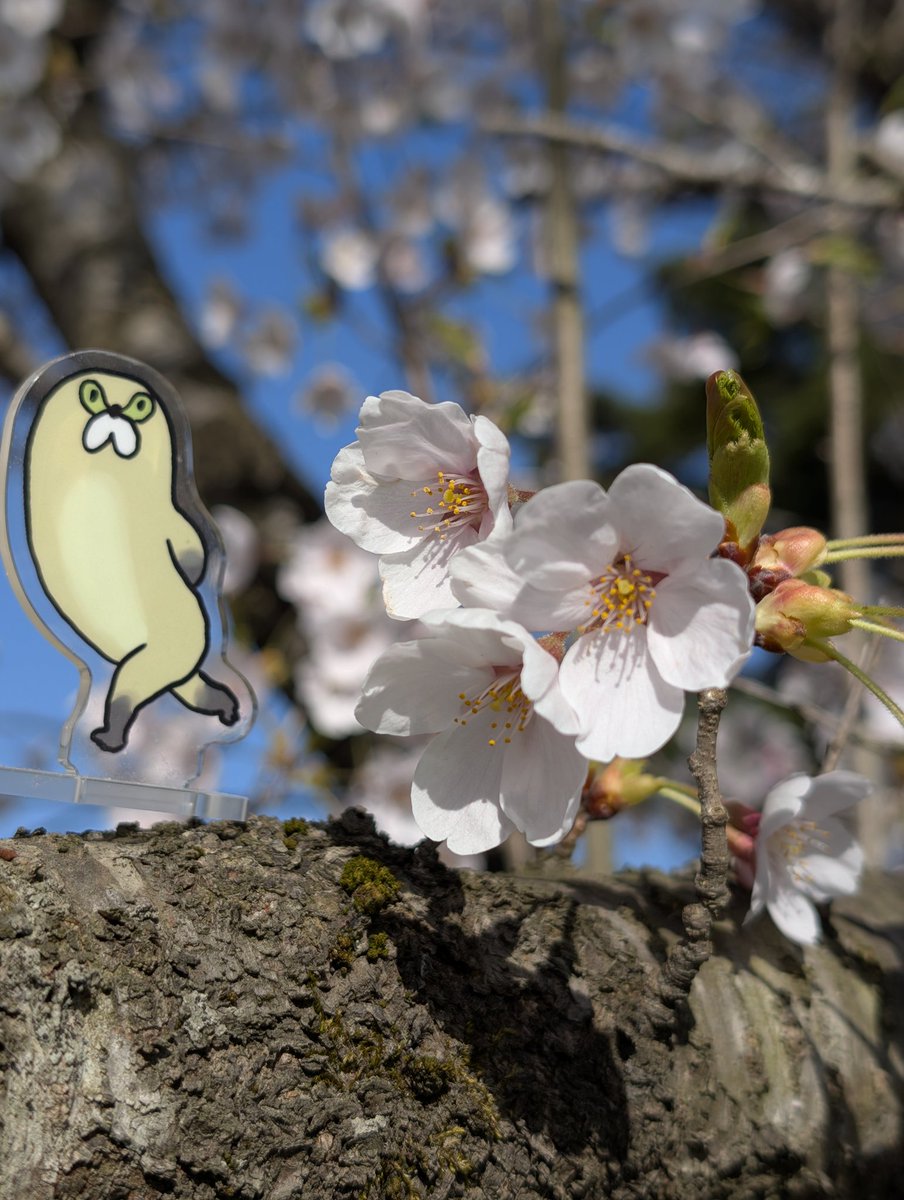 アスコット.CS tweet media