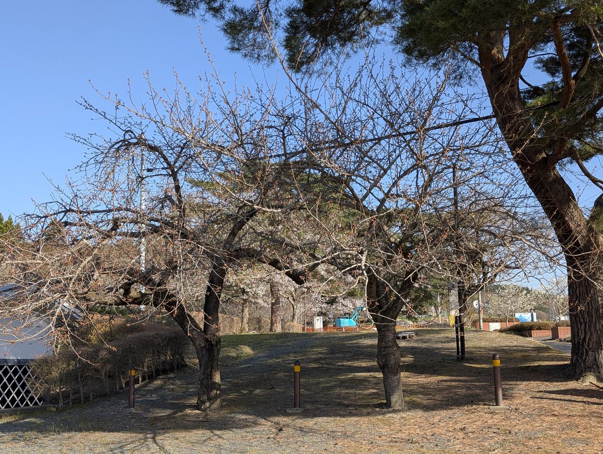 アスコット.CS tweet media