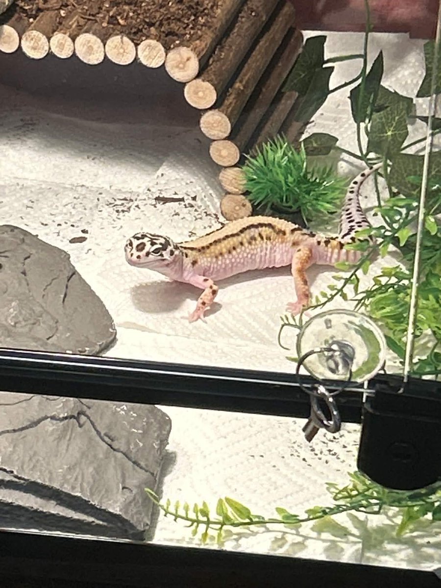 🎀🤍StrawBee_Milk 🤍🐏debut january 25th tweet media