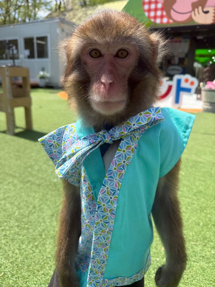おさる 本日の営業時間🐒 9:00-16:00※最終入場15:00 9:20〜サブステージ
