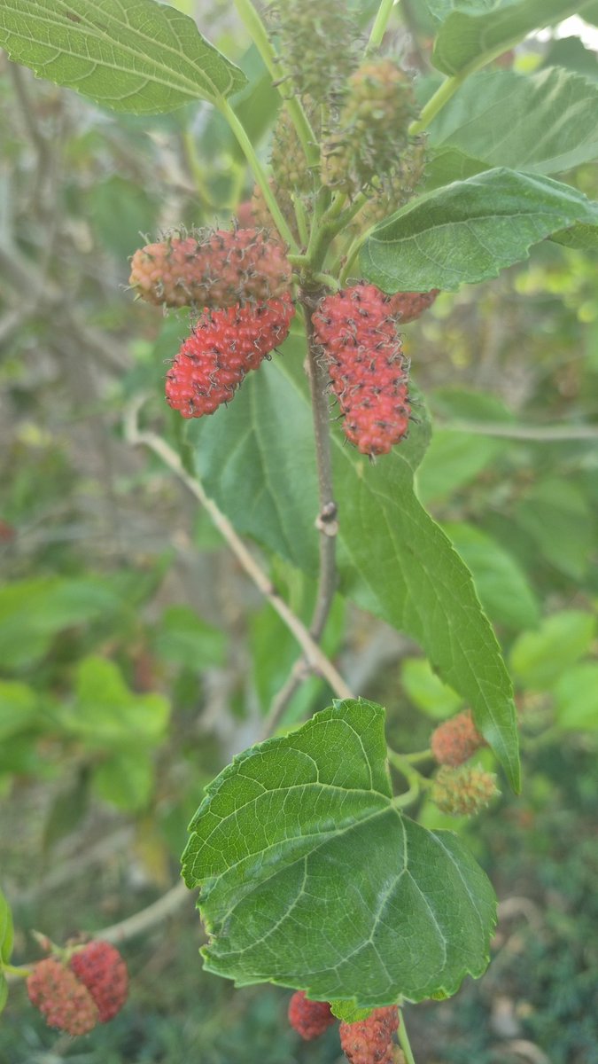 ‏سهر الحربي tweet media