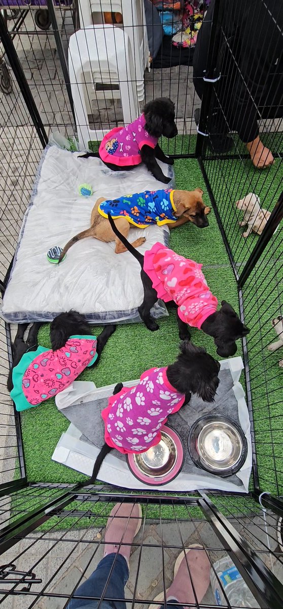 Solange Palacios 🐾💕 tweet media