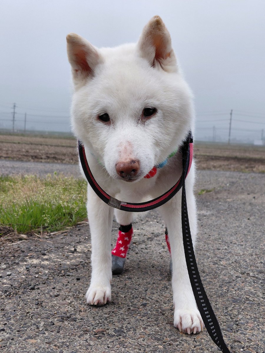 白柴らんたん tweet media