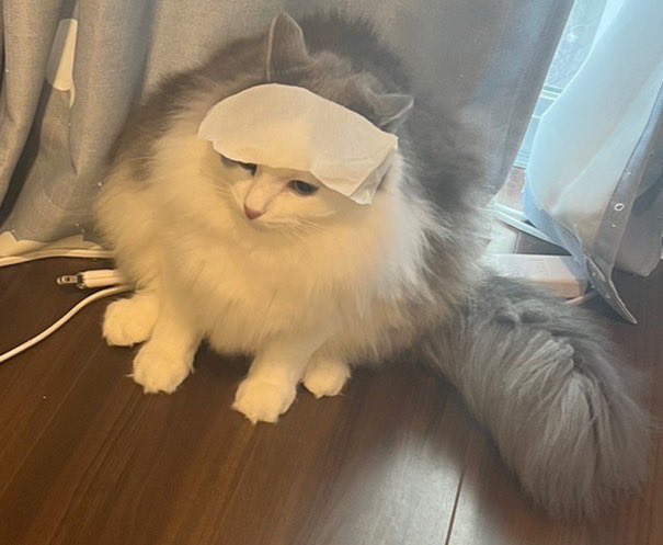 _usasau_'s tweet photo. ねこボール https://t.co/I3PGxPNtTA