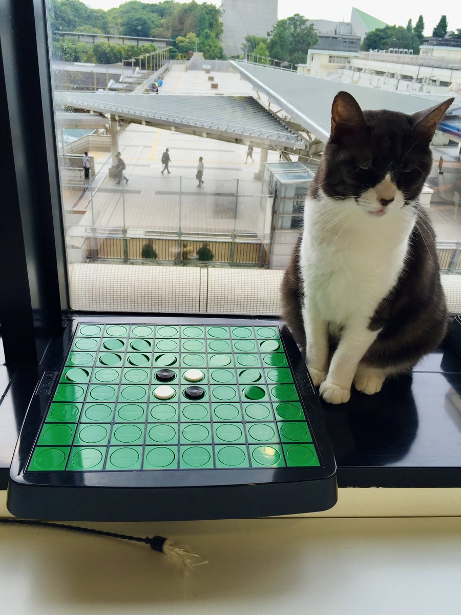 おはようございます🐈