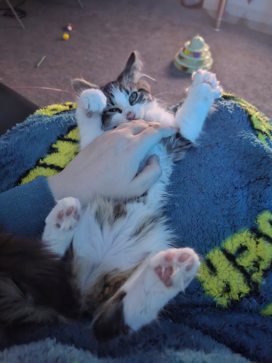 remmori_'s tweet photo. I got a cat. Her name is Camilla and I would die for her https://t.co/NXM6uhKVMy