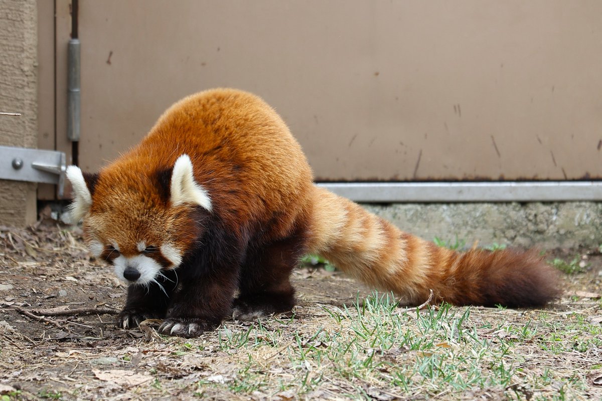 エイタ
#レッサーパンダ #円山動物園 #redpanda #zoo