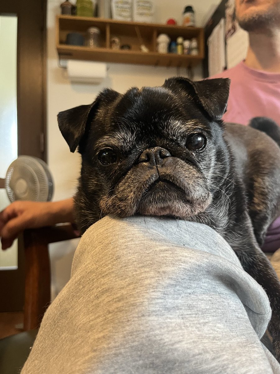 めーありぽこモフつぐほむすず🐶らは tweet media