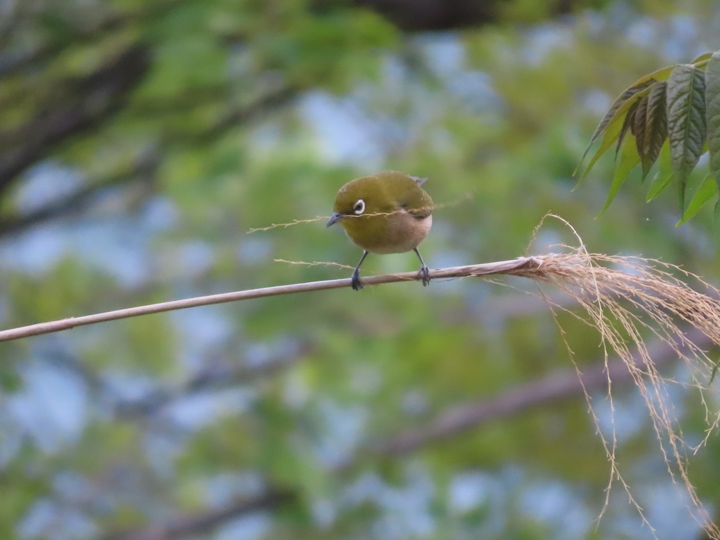 takerinchu's tweet image. おうち 建設ラッシュ🪹
＃メジロ さん
#birdwatching #birds #野鳥 #野鳥観察